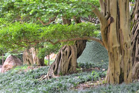 花樹種類|庭木(植木)の代表種まとめ！どんな種類があるの？